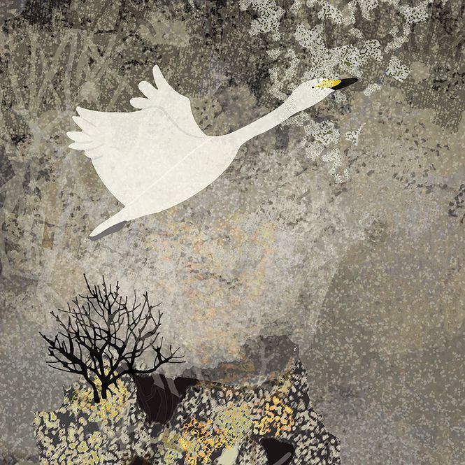 Hovedbilde Svanene 2 16/100