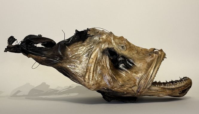 Hovedbilde Breiflabb, Stor