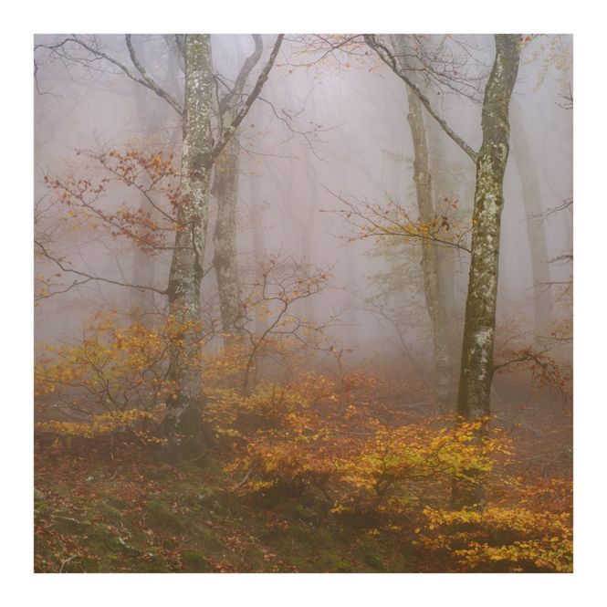 Hovedbilde Albera Massif II